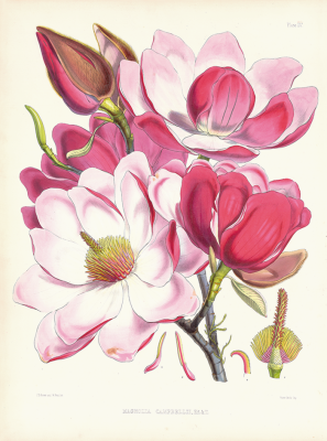 ジョセフ・ダルトン・フッカー、ウォルター・フッド・フィッチ《マグノリア・カンベリィ（モクレン科）》©Photo Brain Trust Inc.